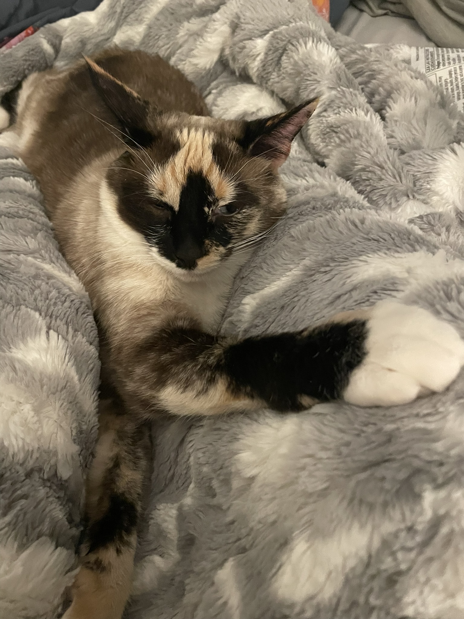 A seal-point calico cat lying on a grey-and-white blanket with her paw outstretched.